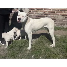 Cachorros Dogo Argentino 