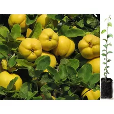 Planta De Membrillo Venta De Los Arboles Frutales Exoticos