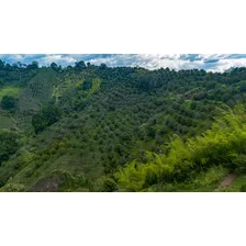 Se Vende Finca Cultivada En Citricos En Pijao Quindio 