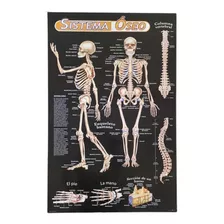 Poster Lamina De Anatomía, Sistemas, Huesos, Quiropráctica
