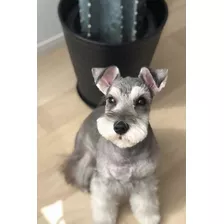 Schnauzer Miniatura Bellos Cachorros