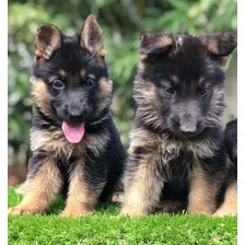 Cachorros Pastor Aleman Vacunados Pedegre Tienda De Mascotas