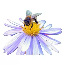 Kit Para Sembrar Plantas Florales Meliferas Atraen Abejas