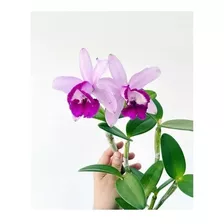 Orquídea Cattleya Intermedia Muda Linda Adulta Top De Linha 