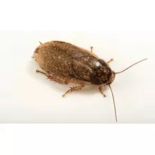 Cucaracha Lobser