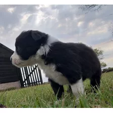  Cachorros Border Collie Chê Ivoty 