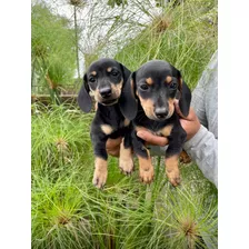 Cachorros Salchichas Minis