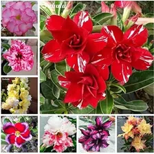 150 Sementes De Rosa Do Deserto Mix Cores - Sementes Adenium