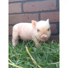Minipig Mini Pig Mini Pigs 