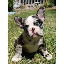 Bulldog Frances Black Merle Puppiesar