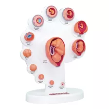 Desenvolvimento Embrionário Gestação Anatomia Embrião Master