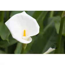 Flores Blancas De San Javier 02