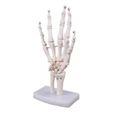 Esqueleto Humano Da Mão Ossos Do Punho Anatomia