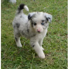 Cachorros Border Collie