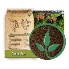 Sementes De Capim Zuri 1kg Pacote - Safra Nova - Vc48