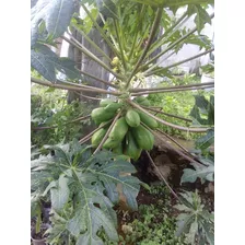 Plantas De Papaya Mayoreo