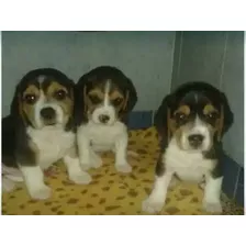 Lindos Beagle Tricolor Envios Y Entregas A Nivel Nacional.