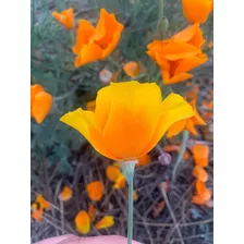 Semillas De Flor Amapola De California (eschscholzia Califor