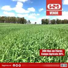 Venta Campo Flores 300 Has Agrícola 80% Completo
