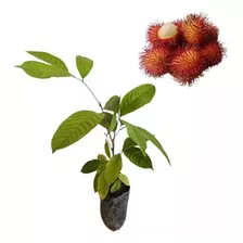 Kit Com 3 Mudas De Rambutan Para Produzir