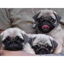 Cachorros Pug Cervato