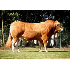 Semen Bovino Limousin - Toro Jitan Gd