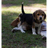 Cachorros Beagle Con Papeles De Pedigri Vacunas Tienda