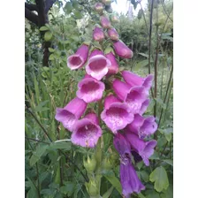 Semillas De Digitalis Purpúrea Dedalera X 100 U. Aprox.