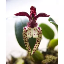 Mini Orquídea Bulbophyllum Pre Adulta