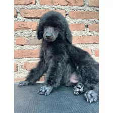 Poodle Gigante / Poodle Standard