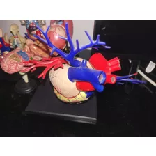 Coleccion Modelos De Anatomía Algunos Con Detalle