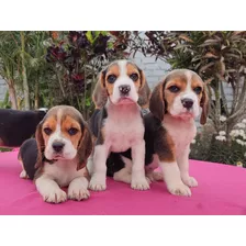 Cachorros Beagle Línea Americana