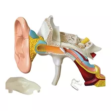 Modelo Anatômico Da Orelha Ouvido Humana Órgão Auditivo