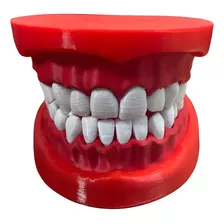 Modelo Dental Didáctico 3d