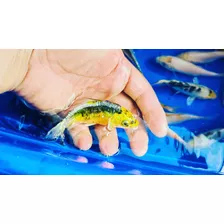 Peces Koi Y Carassius Disponibles En Stock. 