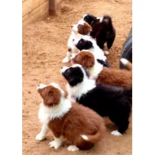 Cachorros Border Collie C/pedigree. Línea Importad.(reserva)