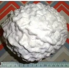 Coral Marino Coral Cerebro Caracol Concha Mar Pecera Baño
