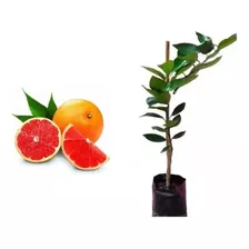 Kit Com 3 Mudas De Laranja Grapefruit