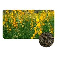 Crotalaria Juncea 1kg