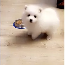 Pomerania Hermosura De Cachorrito Carita De Oso 700 Puro