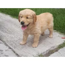 Cachorro Golden Retriever Macho De Pelaje Largo