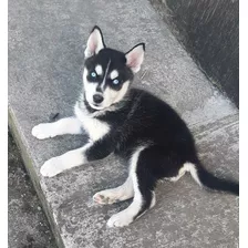 Cachorro Husky Siberiano