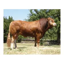 Semen Bovino Limousin - Toro Mars Pp Gd