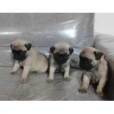 Cachorros Pug Carlinos