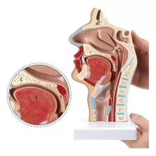 Cabeza Y Cuello,cavidad Nasal,oral, Laringe Modeloanatomico