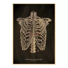 Poster Anatomia Humana Caixa Torácica Costelas