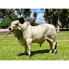 Toros Brahman Gris