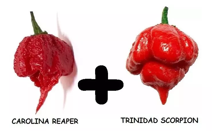 Kit 100 Sem Pimenta Carolina Reaper + Trinidad Scorpions Top