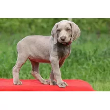 Weimaraner