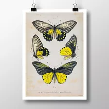 Mariposas 2 - Insectos Lámina Pósters Vintage Retro Deco